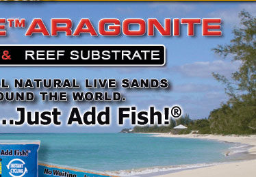 Reef sand